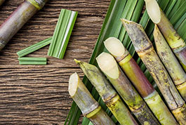 20-1-biodegradable sugarcane plates.jpg
